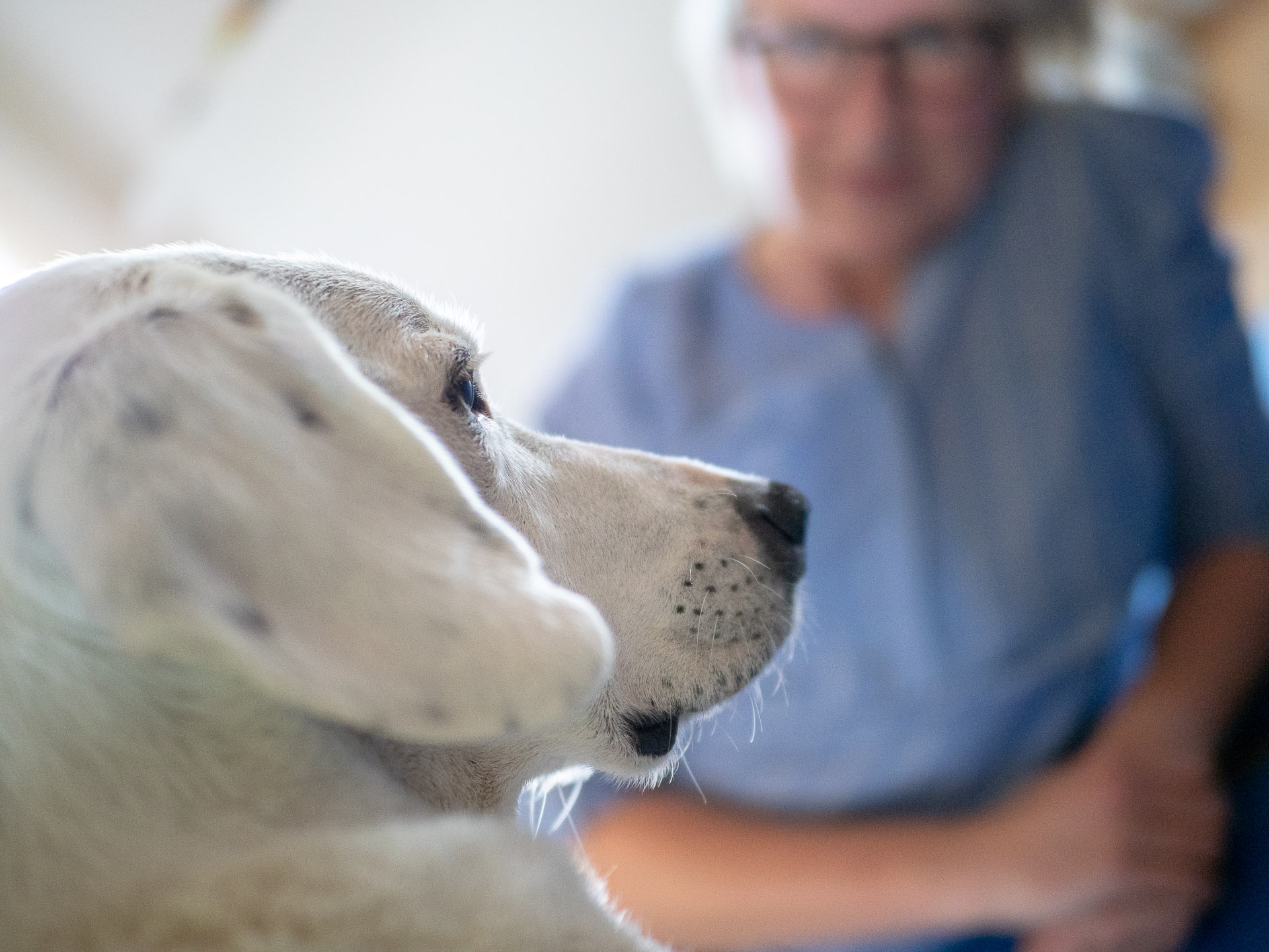 Jeder Hund wird individuell betrachtet